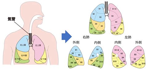 肺 位置|肺の解剖と機能について